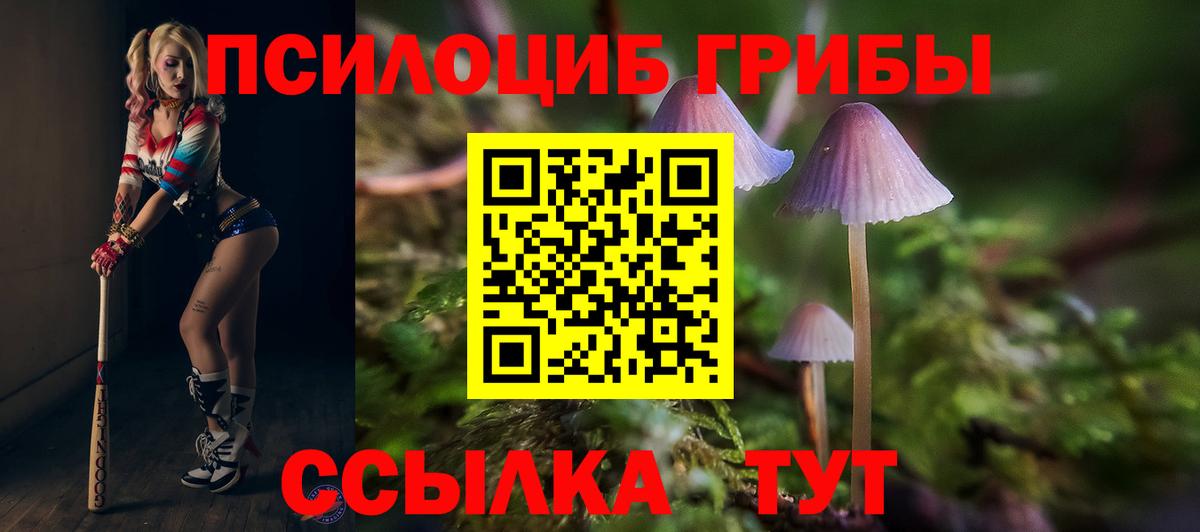 Абакан  Псилоцибиновые грибы Psilocybine cubensis  Вход с VPN 